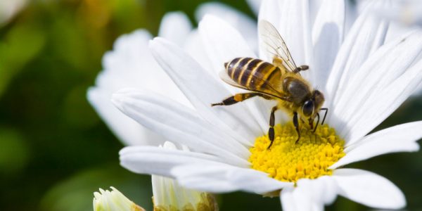 How to repel wasps naturally