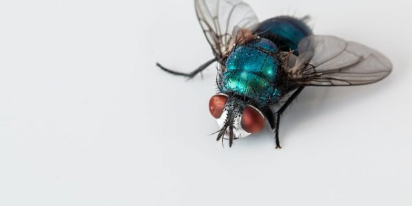 closeup of a common bluebottle fly