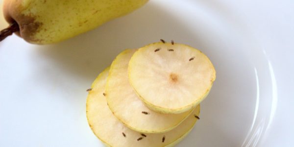 fruit-flies sitting on a sliced pear