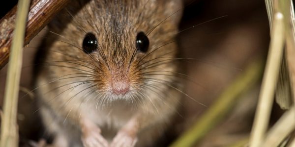 How to deter mice in UK homes