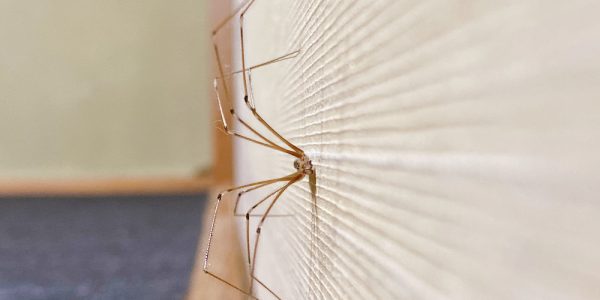 How to deter spiders from your home