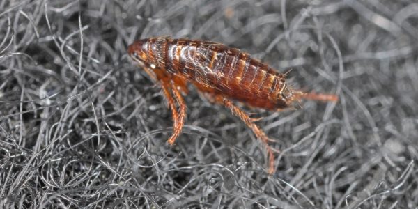 How to get rid of the fleas on the carpet