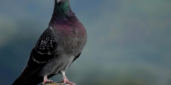 pigeon perched on roof