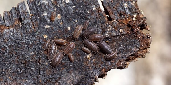 Prevent woodlice in the house