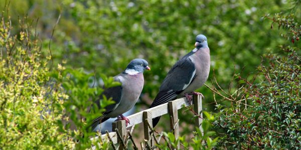 How to deter pigeons from your garden